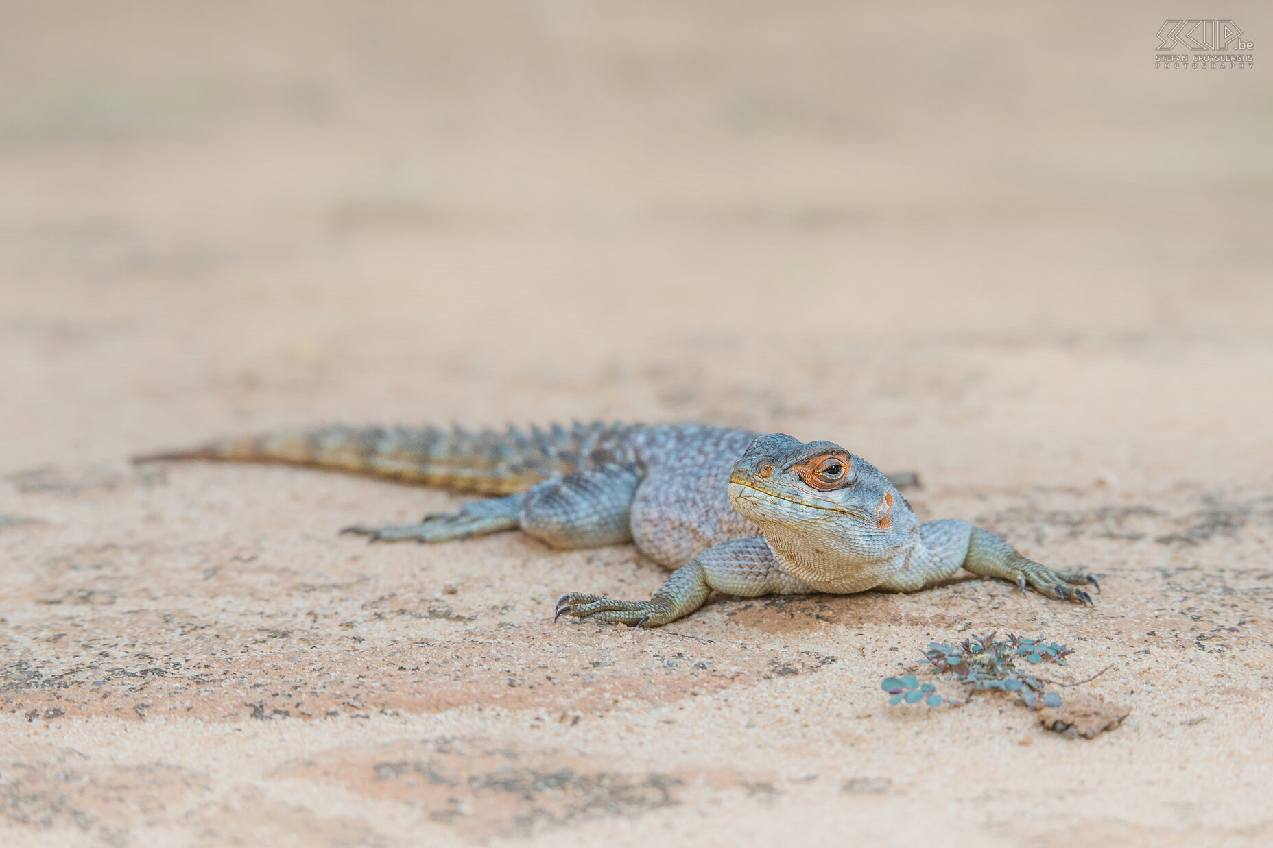 Kirindy - Collared iguana Een veel voorkomende Madagaskar-halsbandleguaan (Collared iguana lizard, Oplurus cuvieri) in Kirindy Forest in het westen van Madagaskar. Stefan Cruysberghs